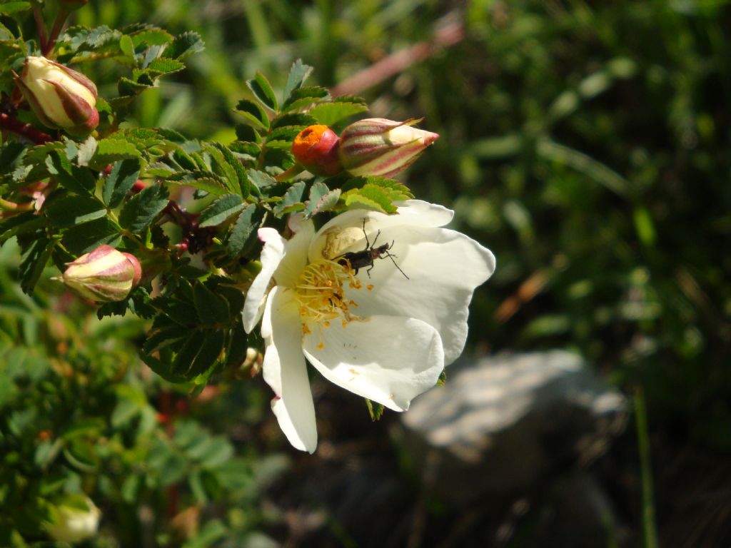 Rosa cfr. spinosissima